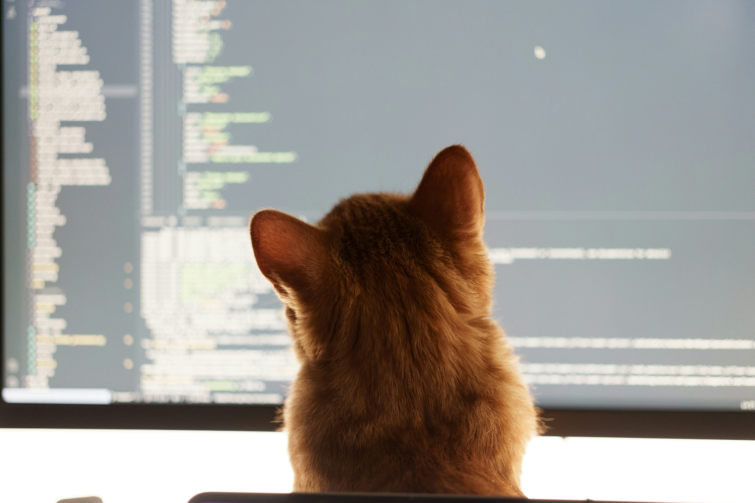 cat looking at computer screen